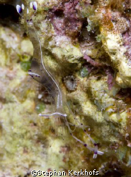 Cave cleaner shrimp (Urocaridella sp.) hard to catch in a... by Stephan Kerkhofs 